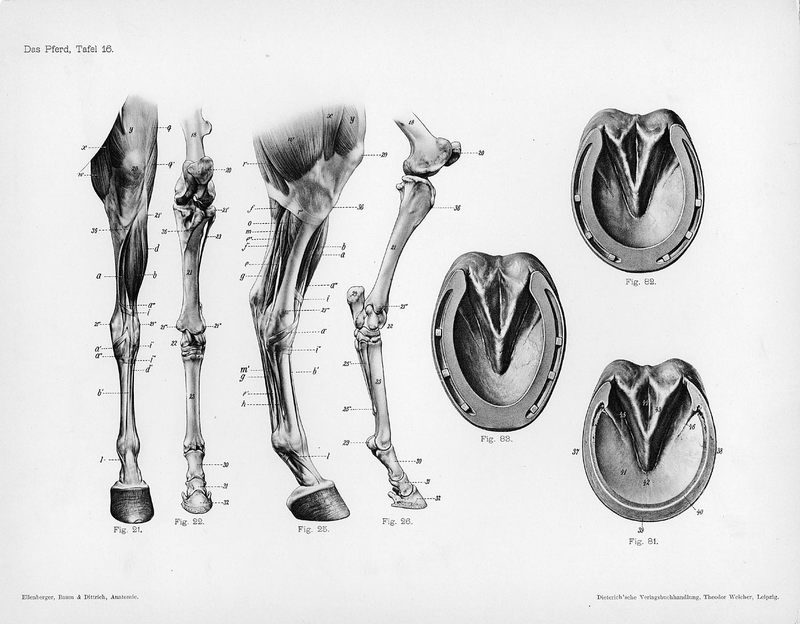 Illustration for article titled Lose Yourself In The Gorgeous Anatomical Drawings of Hermann Dittrich